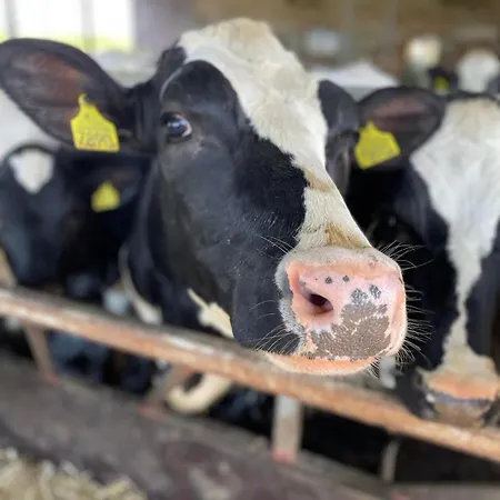 U Wojciecha Фермерский дом