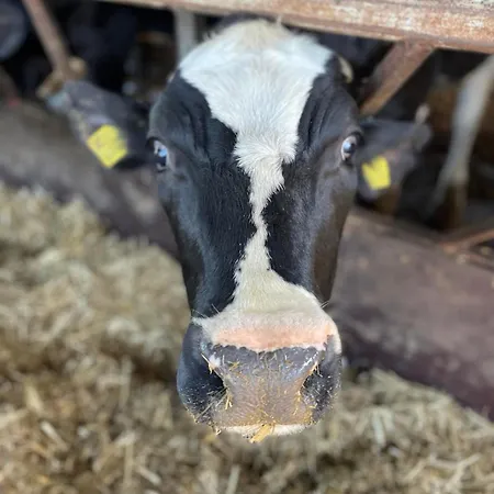 Alojamento de Turismo Rural U Wojciecha *