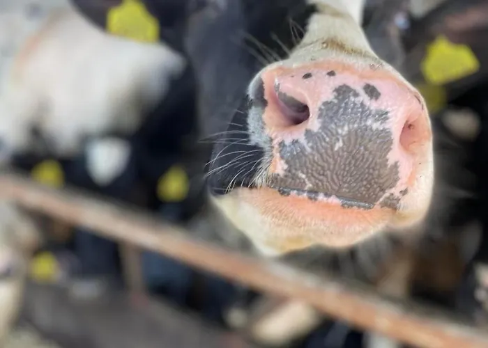 Gospodarstwo agroturystyczne U Wojciecha *