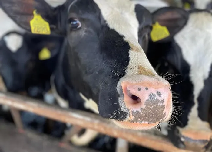 U Wojciecha Gospodarstwo agroturystyczne