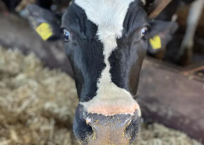 Gospodarstwo agroturystyczne U Wojciecha *